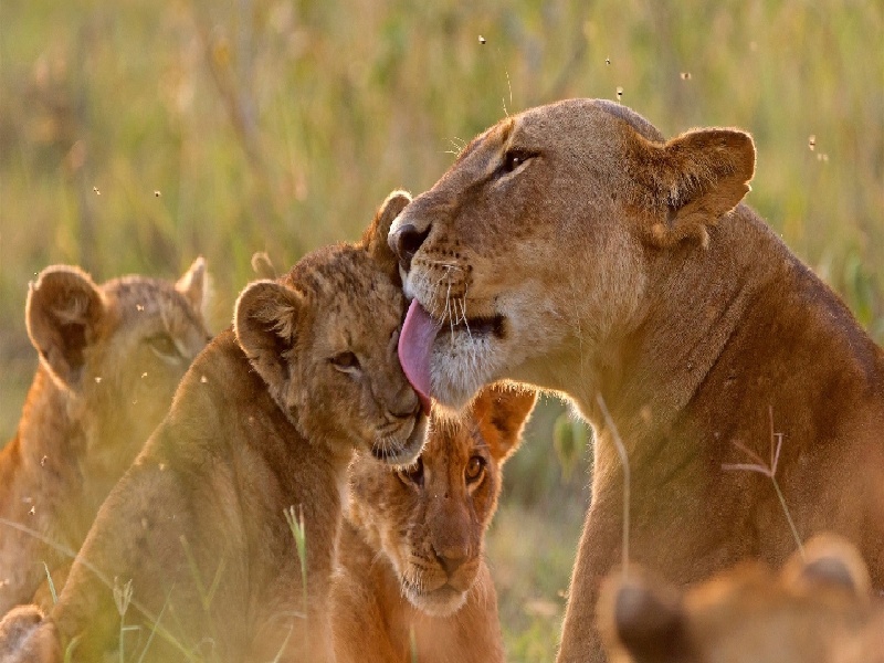 大兴采样试管哪家好武警试管医院地址试管可以做多胎吗